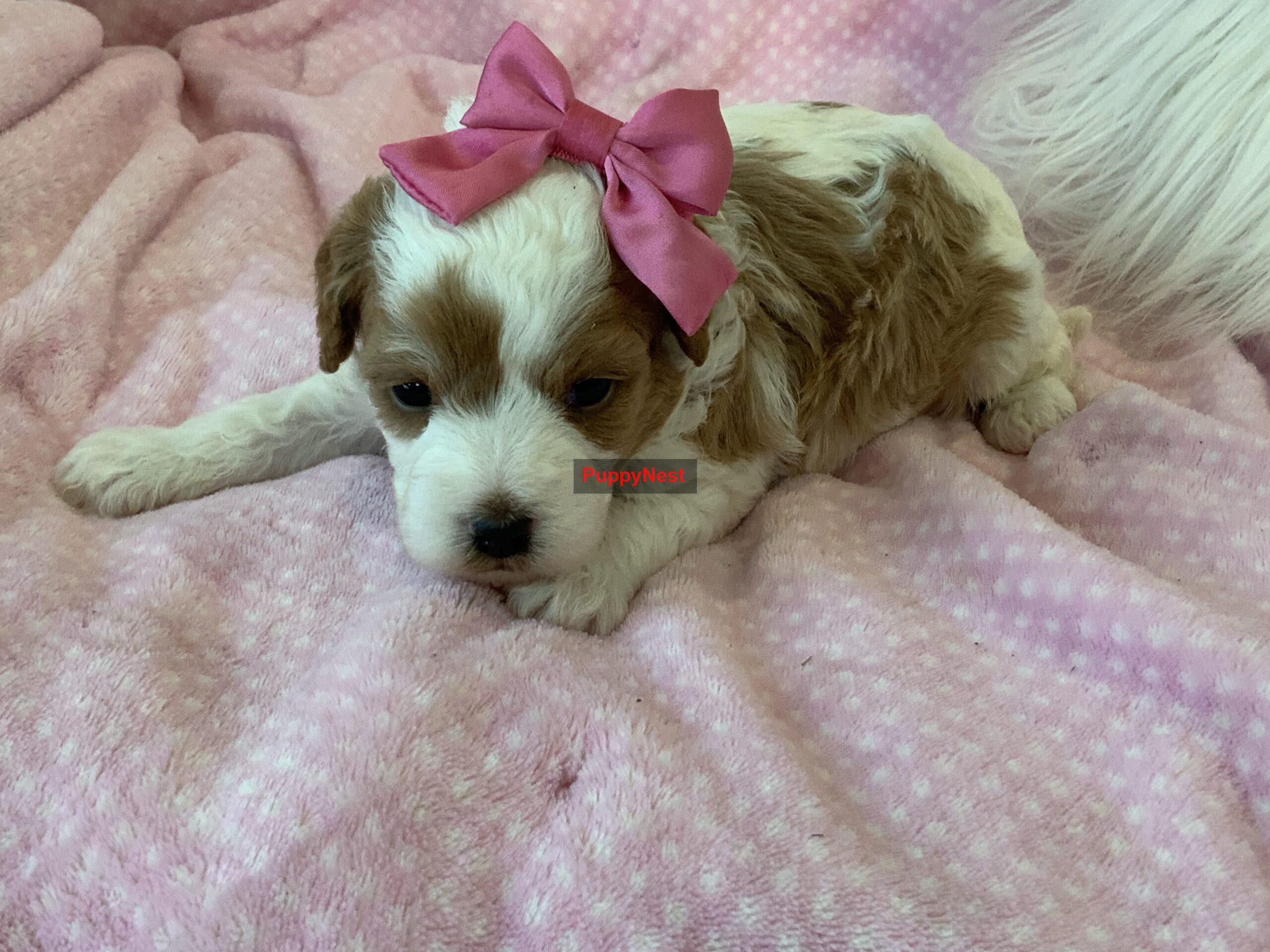 Puppy Thumbnail